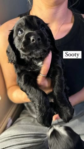 8 Cocker Spaniel Puppies