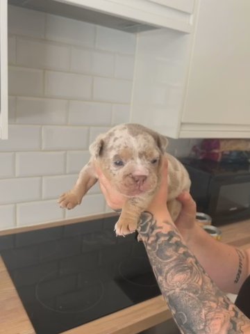 Olde English Bulldogge Puppies