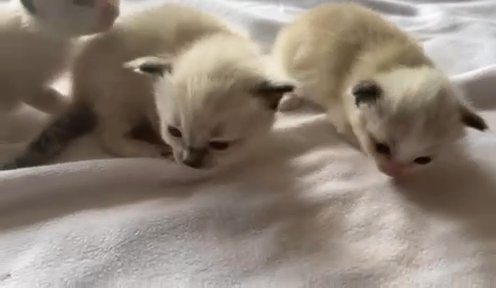 Ragdolls Kitten For Sale