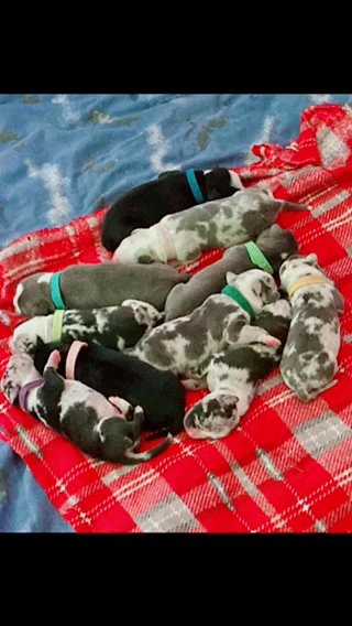 ABKC Registered Standard Extreme Bullys