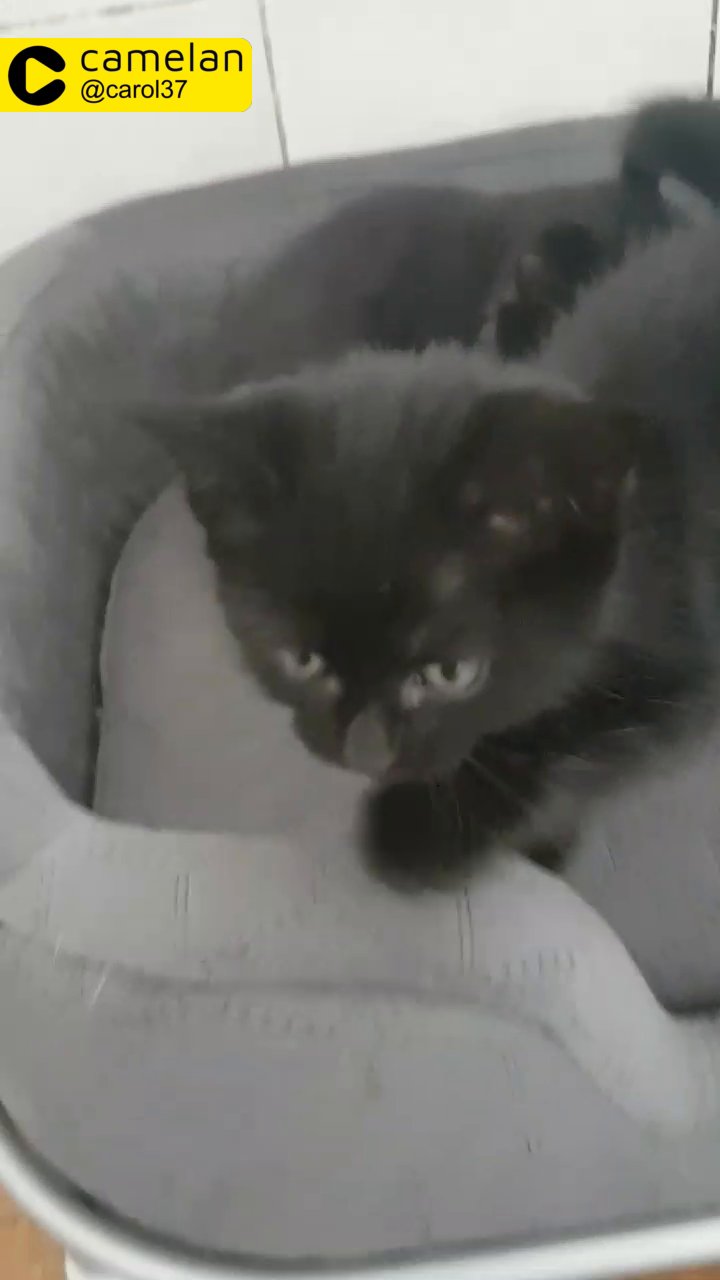2 kittens very cute