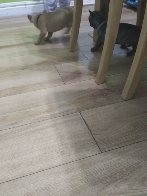 Puupy