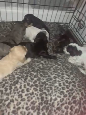 beautiful cockapoos