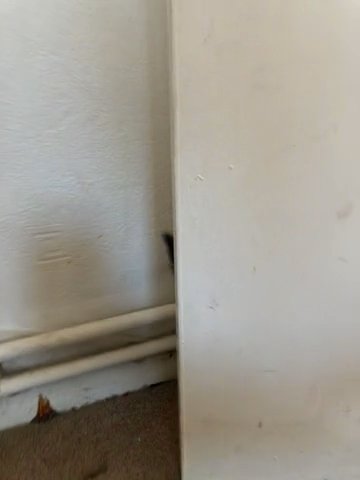 Kitten