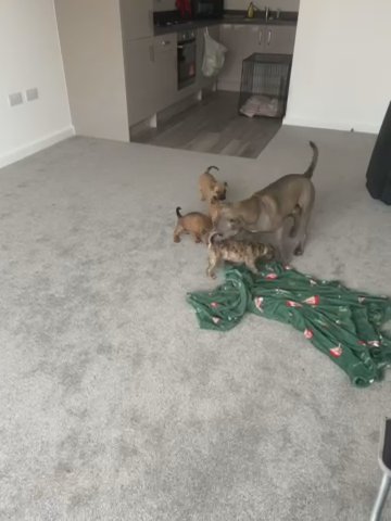 READY NOW!! Staffy X Pups