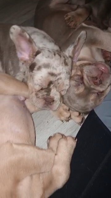 price drop isabella an cream French bulldog