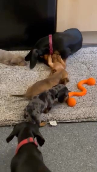 3 Mini dachshund Pups Looking For Forever Homes