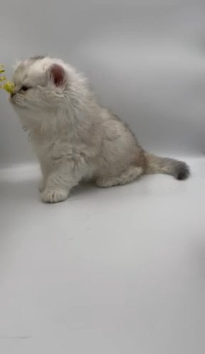 Golden An Silver Birtish Longhairs
