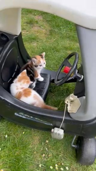 I am selling 4 cute little cats, which are ready for a new home