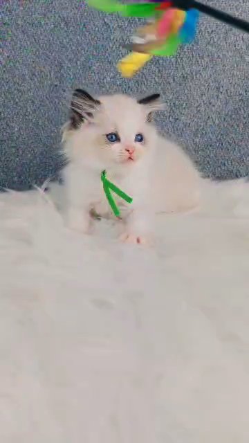Champion Ragdoll WAITING LIST OPEN