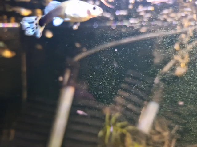 guppy fry