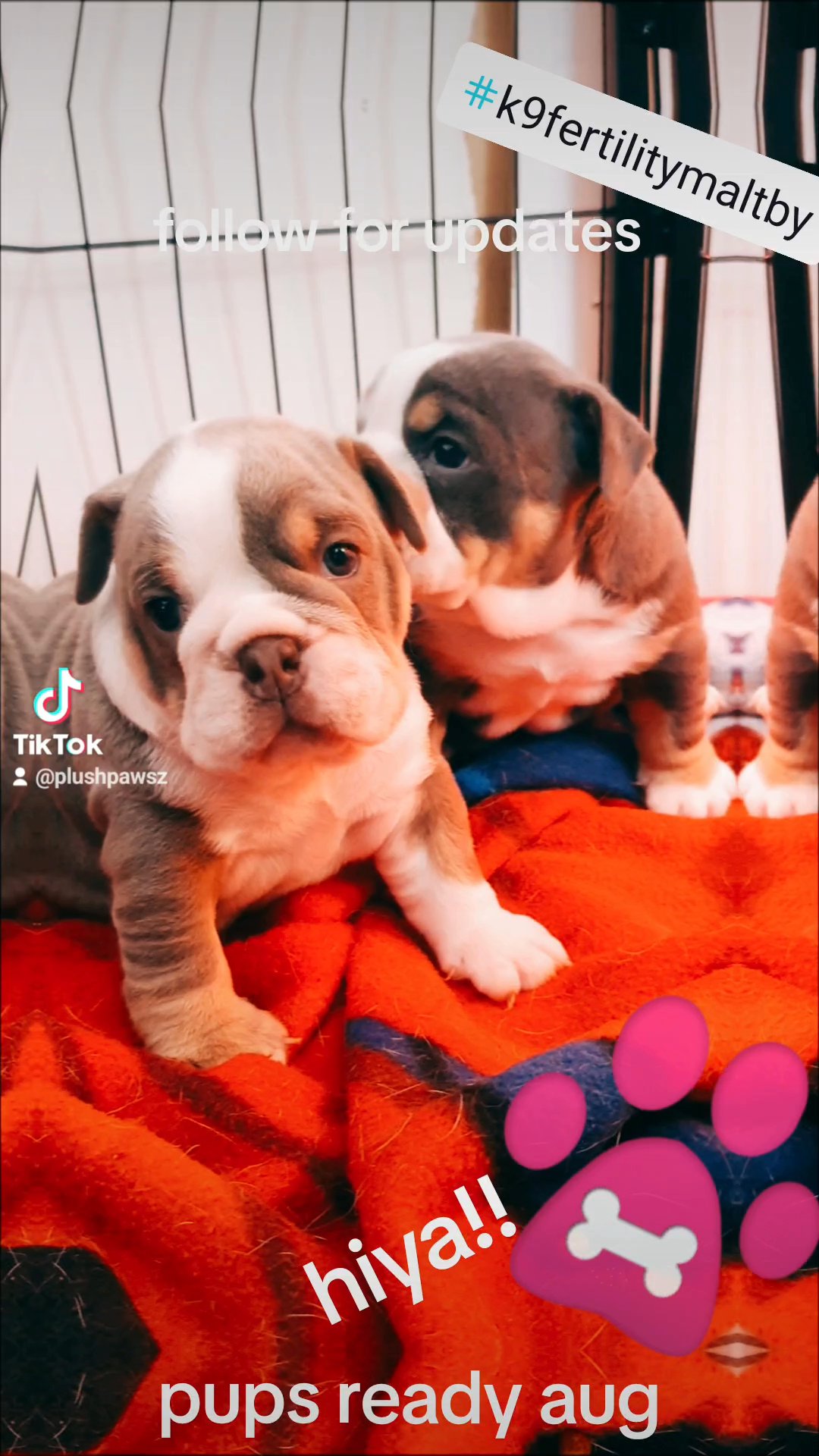 Ready Now  world famous bloodlines Old English bulldog