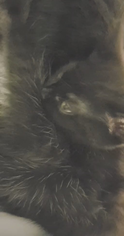 selling kitten