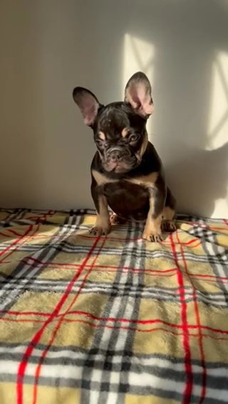 French Bulldog Puppy