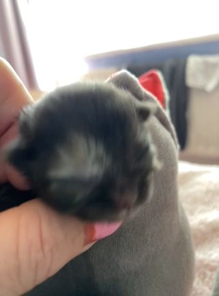 ?rare eye patch ragdoll cross Persian female kitten ?