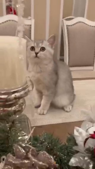 Scottish kittens