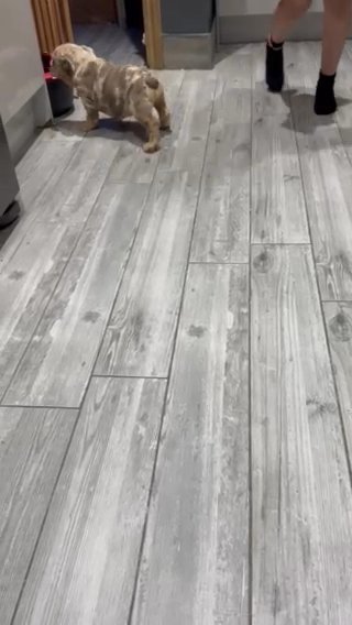 English bulldog