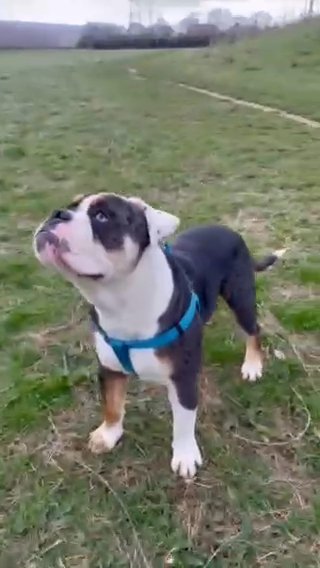 THE DUKE ?? POVEN OLDE ENGLISH BULLDOG STUD