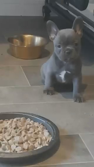 6 Weeks Old French Bulldog Puppys