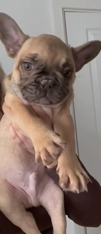 French Bulldog puppy