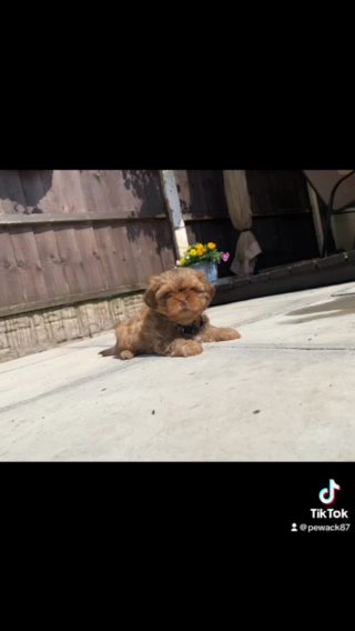 Imperial Shih Tzu Pups