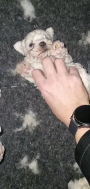 Pure Maltese Puppies
