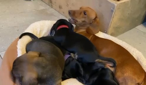 Miniature Dachshund Puppies KC Registered