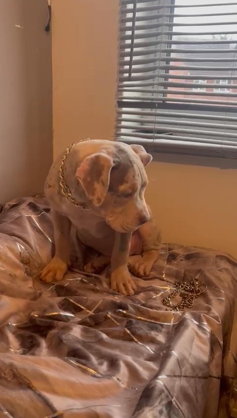 MINI the American Bully