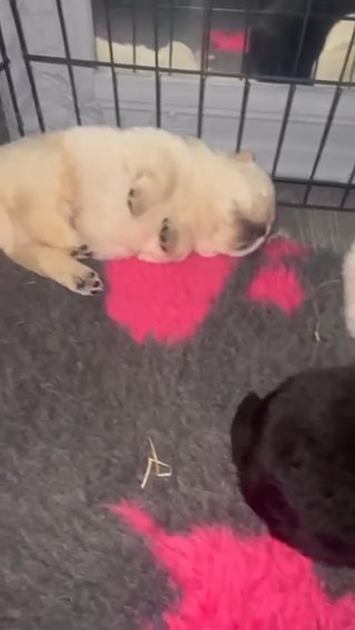 Chow Chow Puppies