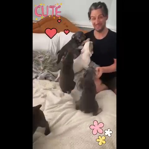 Beautiful puppies