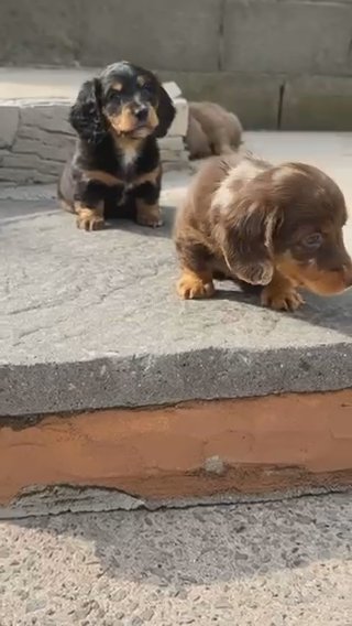 Long Haired Miniature Dachshunds?