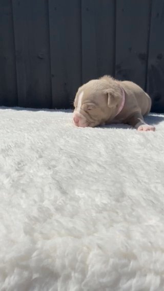 FEMALE LILAC SPLIT FACE AMERICAN POCKET BULLY
