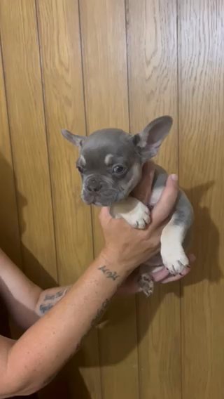 9 Week Old French Bulldog Puppy