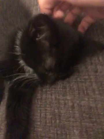 5 Fluffy Kitten