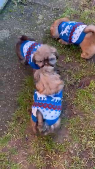 Imperial Shih Tzus