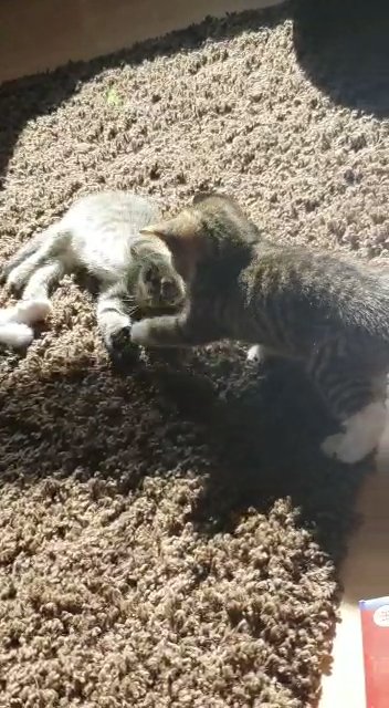 silver tabby kitten