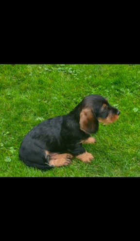 Mini KC  FCI wire haired black and tan dachshund