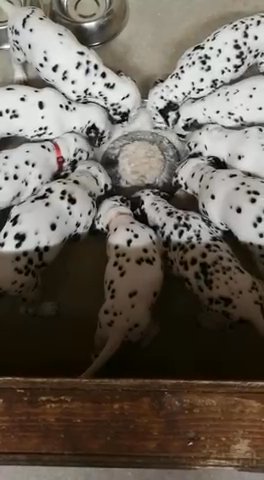 KC REG DALMATIAN PUPPIES