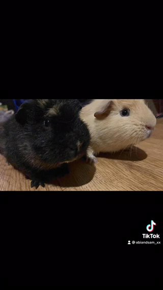 single male guinea pig
