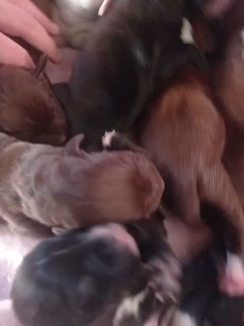 staff puppies