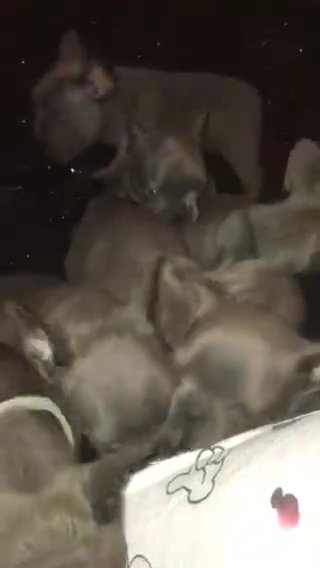 beautiful chunky blue french bulldog puppies