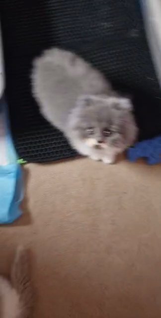 British Longhair Kittens