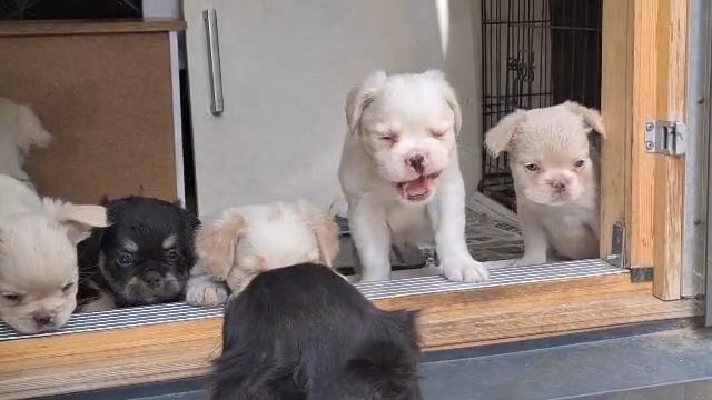 Frenchie Fluffies