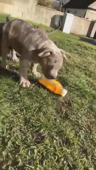 2 Merle Pocket-bully’s For Sale