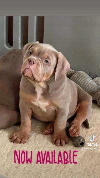 pocket bully