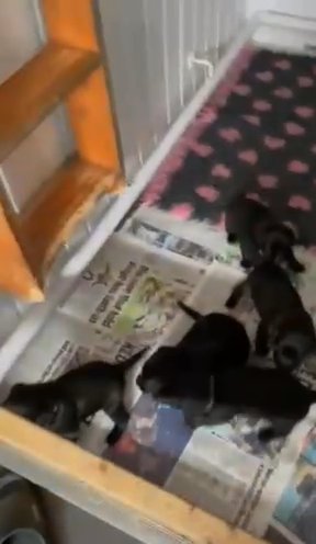 KC Registered Black Labradors Now Sold!!
