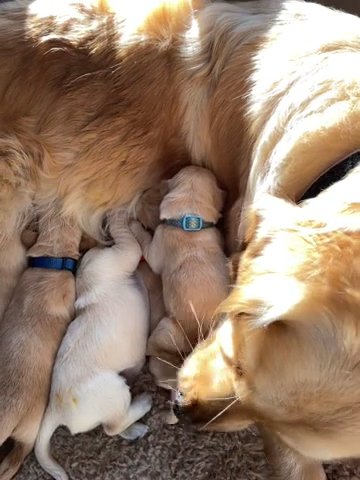 Golden Retriever puppies