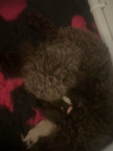 Cockapoo Puppies.