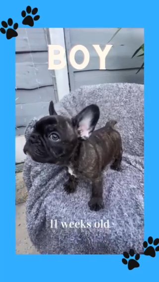 French Bulldog Pup 1 Boy Reduced Price