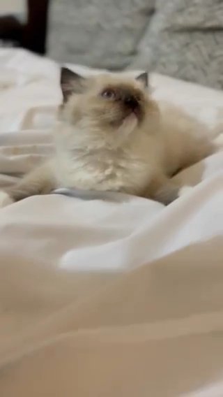 beautiful pure ragdoll